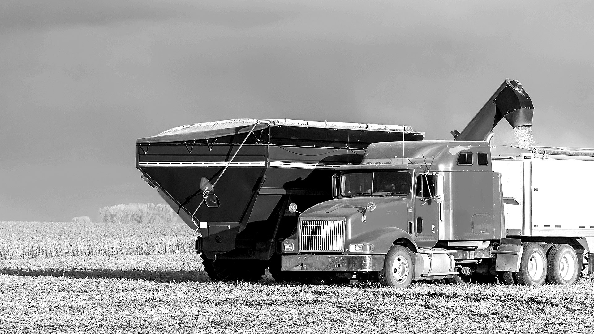 A grain hopper truck unloading harvested crop beside a field